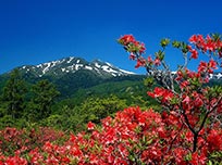 春の信州を楽しむ
