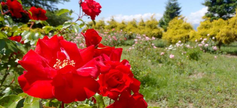信州スカイパーク　20種3000株のバラが見頃です。