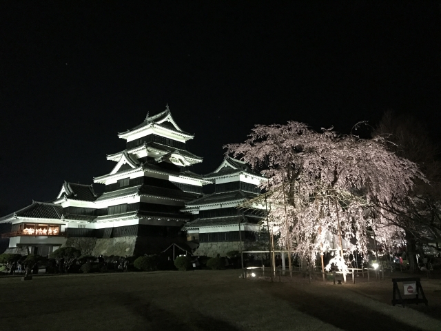 松本城の夜桜見学