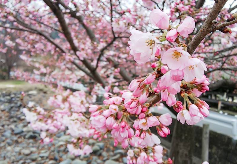 桜の開花と｢松本城 夜桜会｣に関するお知らせ